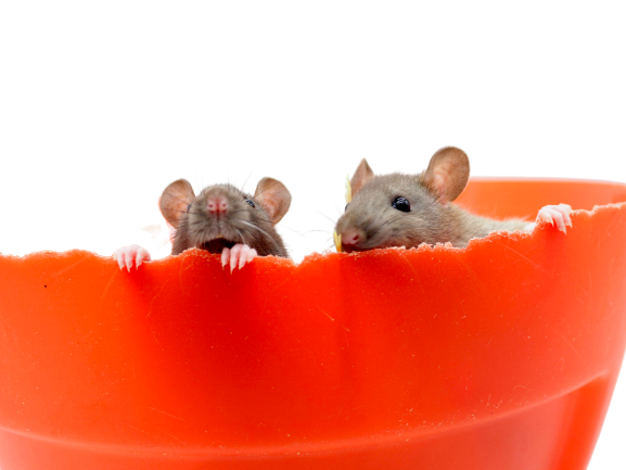 The Surprising Benefits of Owning a Pet Rat We Know Pets