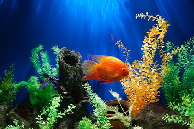 Ammonia Levels in Your Aquarium What You Need to Know for Your Fish's Health