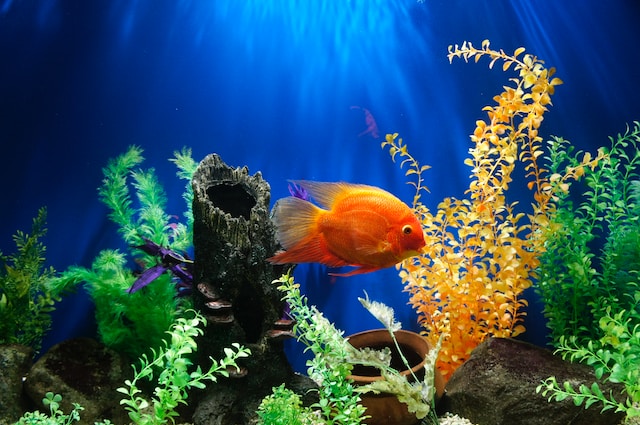 Vitapet store fish tank