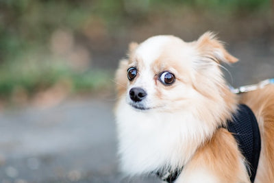 Anxious dog