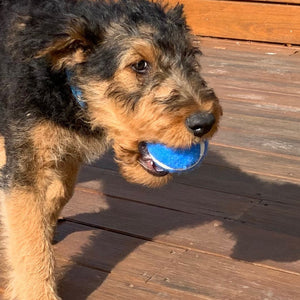 Ball Therapy for Puppies