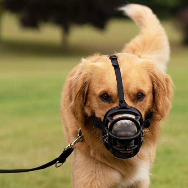 How Long Should a Dog Wear a Muzzle: Expert Tips for Safety