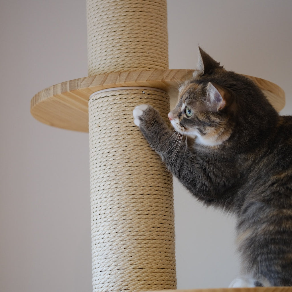 Cat online proof furniture