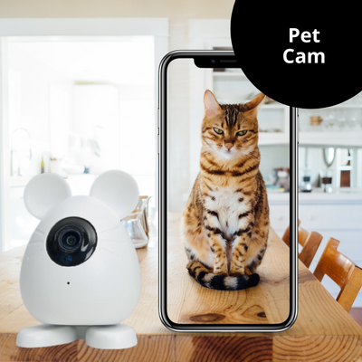 Pet cameras-why you may need one
