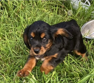 King Charles Cavalier Puppies for Sale NSW