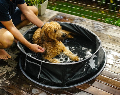 The Warning Signs: Recognising Heat Stroke Symptoms in Dogs