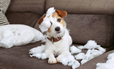 Banish Boredom: How to Use Treat-Dispensing Toys to Boost Your Dog’s Happiness