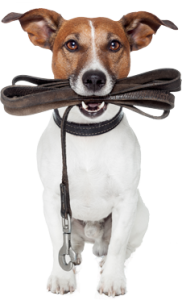 3 tips that will stop walking the dog being a drag!