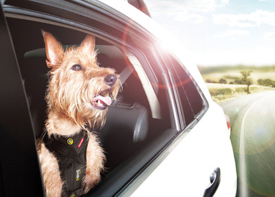The best car restraints for dogs in NSW Australia