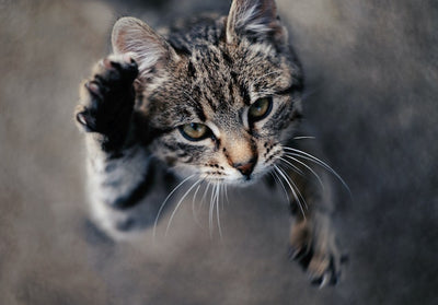From Paw-shake to High-Five 5 Fun Tricks to Teach Your Cat
