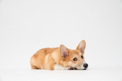 Our 7 top tips for removing pet urine smells and stains