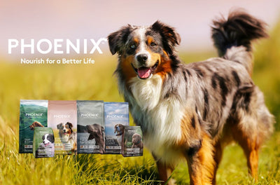 Top Dog Nutrition Trend in 2025: Why Aussie Pet Parents Are Choosing Premium & Functional Foods