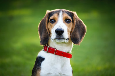 Love Your Dog Give Them Probiotics Here's Why