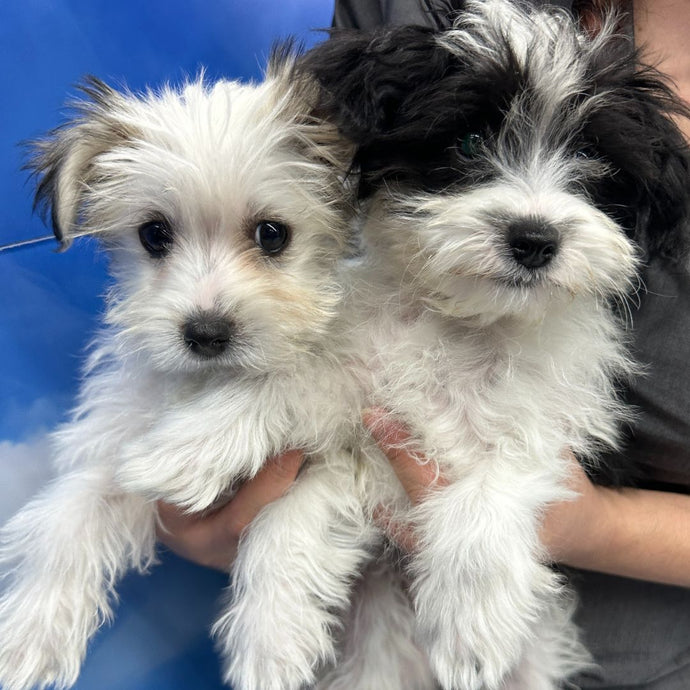 The Perfect Blend: Discover the Irresistible Maltese x Shih Tzu Puppies for Sale