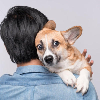 Best Dog Muzzles; When & how to use them correctly