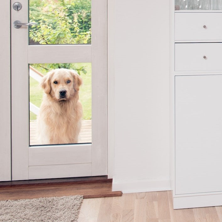 Electronic dog outlet door installation
