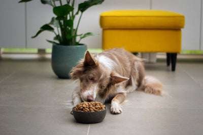 Why do dogs leave their food?