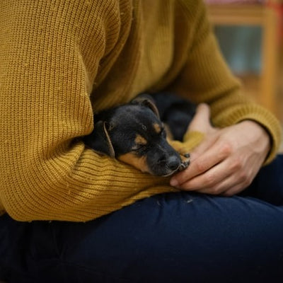 Protecting Your Pup A Comprehensive Guide to Understanding and Preventing Canine Parvovirus