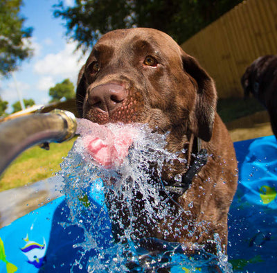 8 Signs of dehydration in dogs and cats