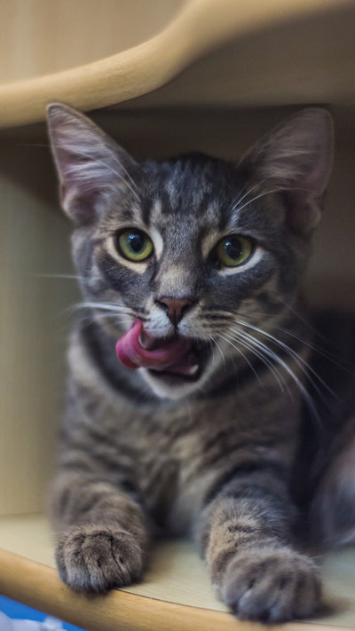 Purrfect Smiles Unveiling the Importance of Dental Health for Your Feline Friend