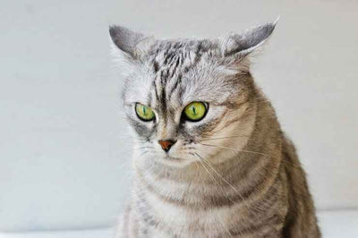 When Furry Ears Go Flat: What Your Cat's Ear Position Says About Their Mood
