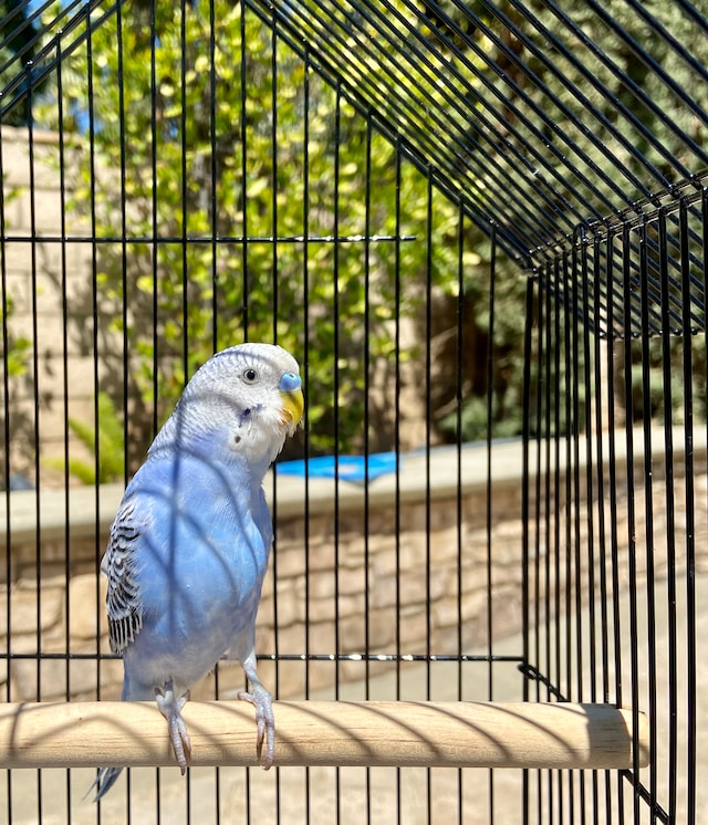 Talking budgie for sale on sale
