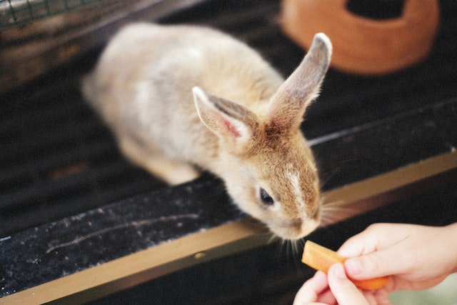 Rabbit craigslist store