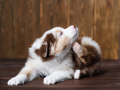 The Flea-Frenzy: Unveiling the Secrets of How Dogs Catch Fleas