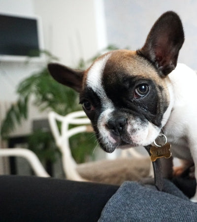 Understanding Brachycephalic Airway Syndrome in Dogs Causes, Symptoms, and Treatment