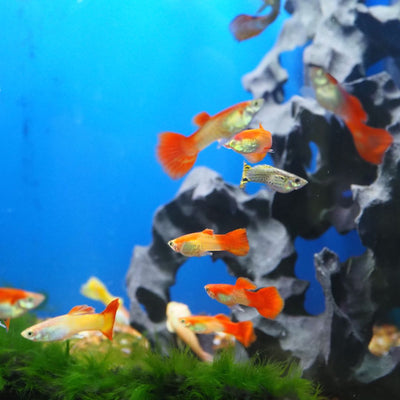 Unlocking the Secrets of Successful Tropical Fish Care: Expert Advice
