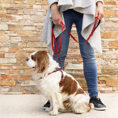 Mastering the Art of Leash Walking: Say Goodbye to Your Dog's Pulling Habits!
