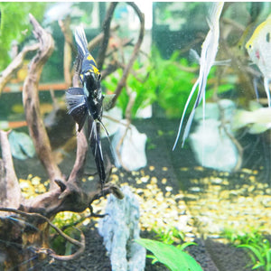 Angelfish Care Tips for Ensuring a Happy and Healthy Aquarium