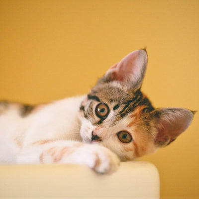 From Kittens to Seniors: Understanding the Need for Stage-Specific Cat Food