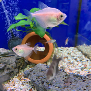 Using terracotta pots to aquascape an aquarium