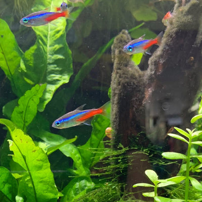 From Tank Setup to Feeding Habits: Everything You Need to Know About Tetra Fish Care