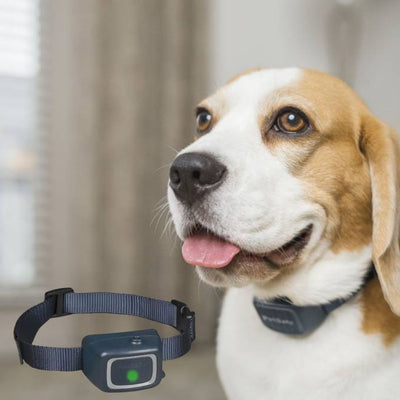 How to stop nuisance barking