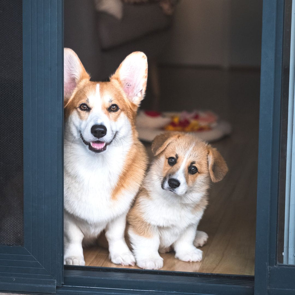 A DIY Guide Installing a Dog Door on Your Security Door We Know Pets