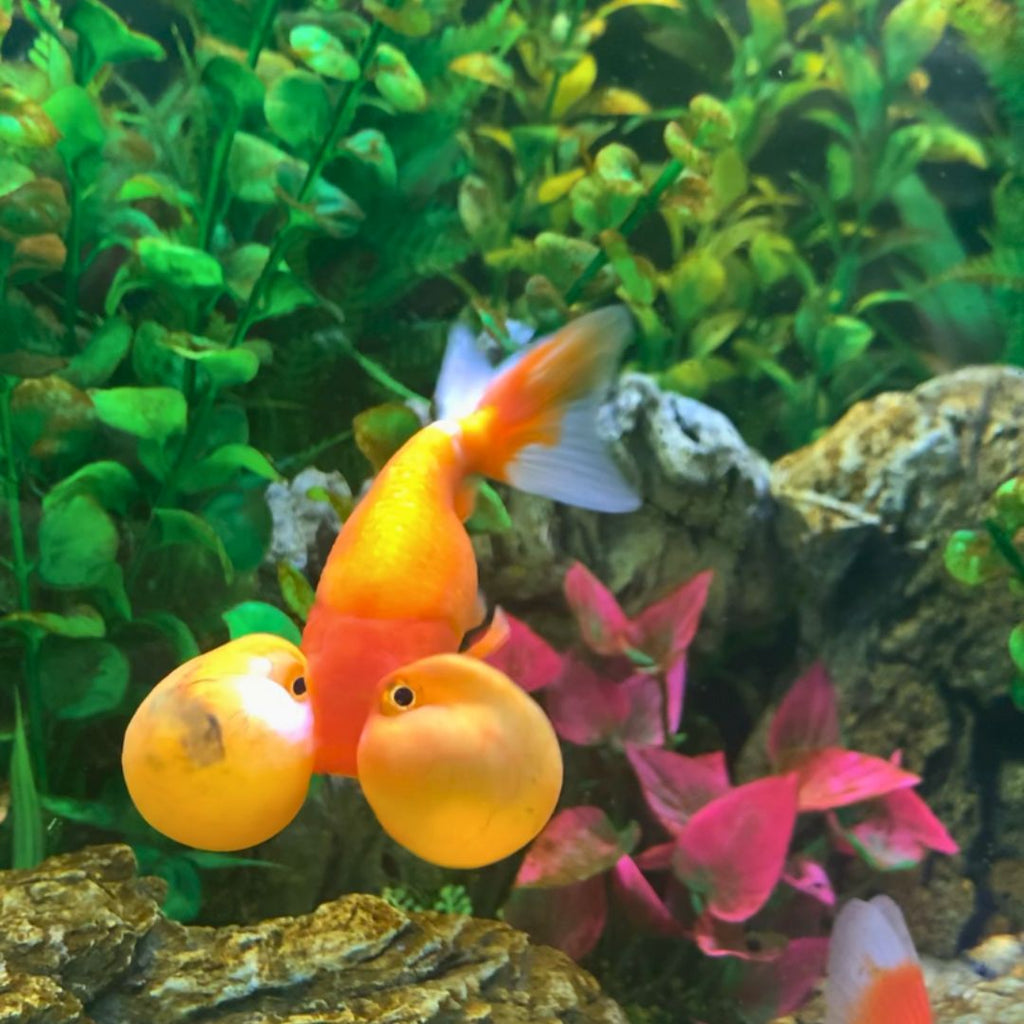 Choosing the Perfect Fancy Goldfish for Your Australian Aquarium