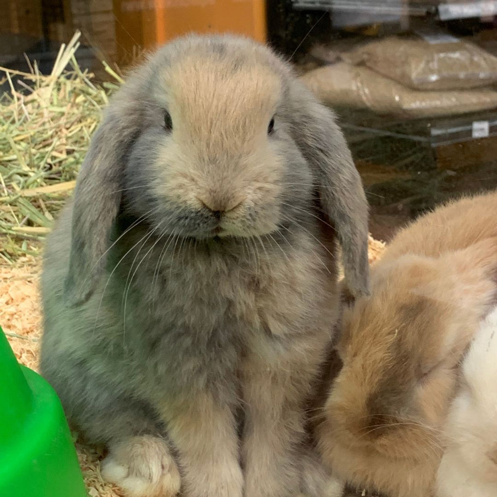 Mini Lop Rabbits: A Comprehensive Guide to Caring for Them – We Know Pets