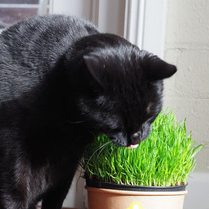 Why do Cats Eat Grass?