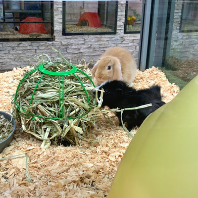 The Essential Role of Hay and Fiber in the Health of Rabbits and Guinea Pigs