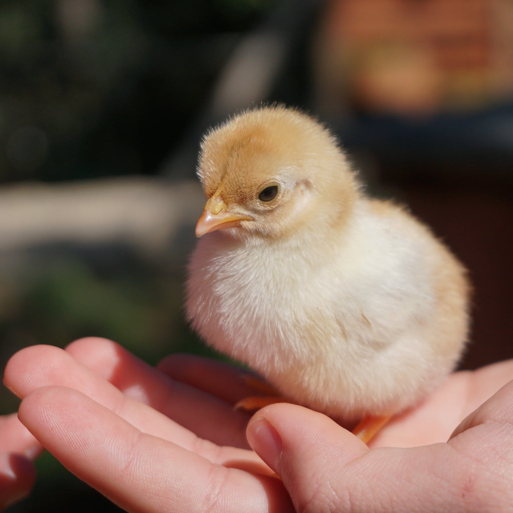 How to Care for Day Old Chicks A Beginner's Guide We Know Pets
