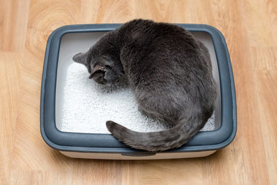 What's the best cat litter for indoor cats?