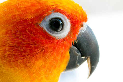 Sun Conures : Why They Are One of the Most Popular Parrots in Australia: