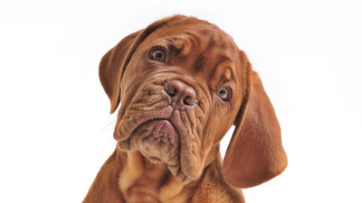 Is your dog harboring 5 fugitive parasites?