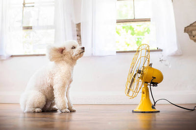 Heat Stress in pets: signs and symptoms to recognise in your pet