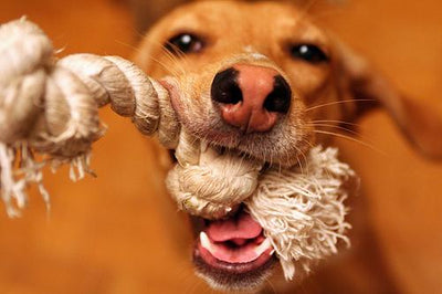 Are all dog toys created equal?