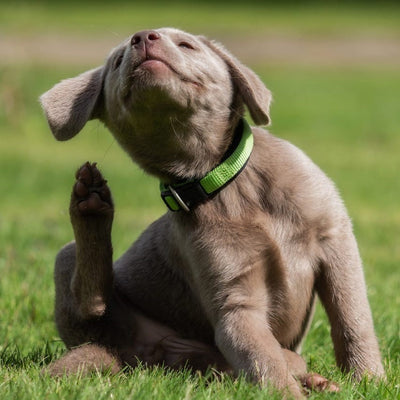 How to Treat Your Dog's Itchy Skin: Solutions That Work