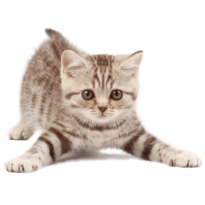 Adopting a cat or kitten