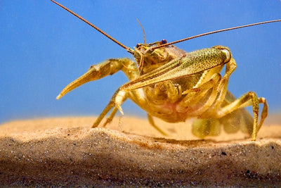 Yabby Care Made Easy: A Step-by-Step Guide to Keeping Yabbies as Pets